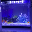 سمك الزينه بكامل ملحقاتها للبيع