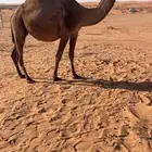 لقحه ملاقي على جميع الشروط