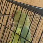 ببغاء الد  رَ ة أو الدَ رَ اء