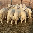 حري سواكن تيوس