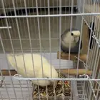 جوز روز منتج