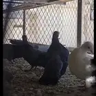 صنعاني شيبه أصيل حجم وصوت