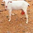 عنز للبيع حليب