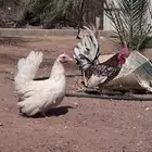 دجاج قزمي جبنيز