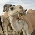 بكره طيبه كفو