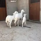 غنم ضان