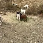 معزا للبيع العدد 7