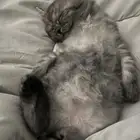 قطط رهيبه للبيع