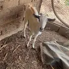 عنز عشار للبيع