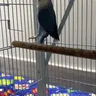 للبيع ذكر روز محلل الي توقف عليه سومه نصيبه