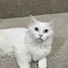 قط شيرازي ابيض للتبني