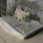 ماعز القزم