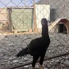 دجاج سندي ذكور