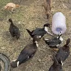 بط بلدي
