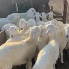 طليان حريه بريه