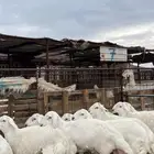 طليان حري ذبايح نظيف شرط