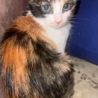 قطط للتبني بسعر رمزي