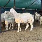 مشروع فحل حري