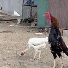 ديك ياباني