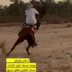 عسف خيل