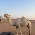 جمل فحل الساس تمامي