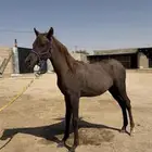 مهر شعبي والبيع سمح