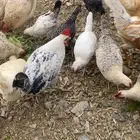 دجاج بلدي حظان