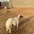 طلي حري مشروك تم البيع