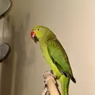 بغبغاء دره هندي
