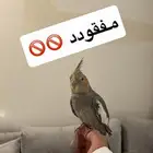 كراون ضايع بحي الوادي صاير له طائر شهرين كذا
