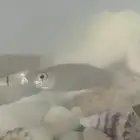 اسماك زينة معى حوض زجاج