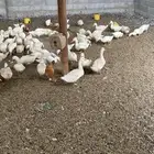 بط بكيني