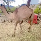 بكرتين