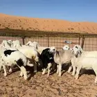 هرافى حريات انضاف وطيبات