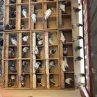 حمام بكستاني