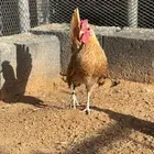 دجاج سبرايت كريمي ( TOP)