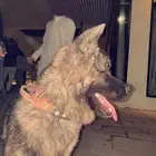 كلب نوع اكيتا امريكي للبيع