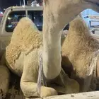مطلوب قعدان حليب فاخرة