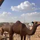 قعدان وبكار