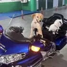 انثى كلب قولدن مدربه