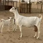 معزا ولود برصا متاومه
