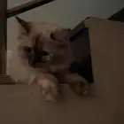 قطط