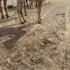 للبيع بكره دبيانيه كفو مفورده تدخل