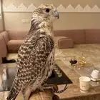 طير حر مثلوث