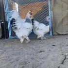 طقم كولومبي