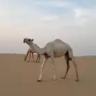 بكره وضحى كفو للبيع السن حقه