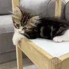 قطه