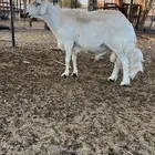 فحل حرش( تم البيع)