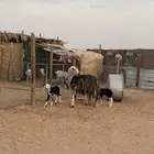 شاه طيبه متبع خاروفين