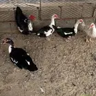 بط بلدي بياض